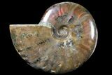 Iridescent Red/Purple Flash Ammonite - Madagascar #81370-1